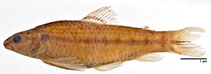 Image of Characidium chupa 