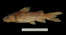 Image of Chrysichthys dageti 