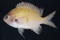 Image of Chromis degruyi (DeGruy\