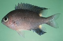 Image of Azurina elerae (Twinspot chromis)