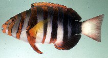 Image of Choerodon fasciatus (Harlequin tuskfish)
