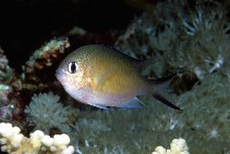 Image of Chromis flavaxilla (Arabian chromis)