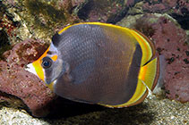 Image of Chaetodon flavirostris (Black butterflyfish)