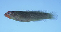 Image of Chlidichthys foudioides (Fody dottyback)