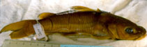 Image of Chrysichthys habereri 