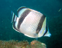 Image of Chaetodon humeralis (Threebanded butterflyfish)