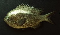 Image of Azurina intercrusma (Peruvian chromis)