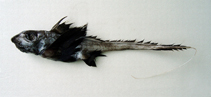 Image of Chimaera jordani 