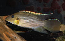 Image of Chromidotilapia kingsleyae 