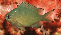 Image of Azurina lepidolepis (Scaly chromis)