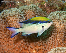 Image of Chromis nitida (Barrier reef chromis)