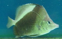 Image of Prognathodes obliquus (Oblique butterflyfish)