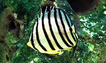 Image of Chaetodon octofasciatus (Eightband butterflyfish)