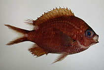 Image of Chromis onumai 