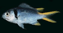 Image of Chromis torquata 