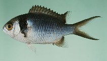 Image of Chromis torquata 