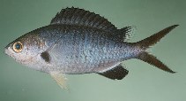 Image of Chromis pamae 