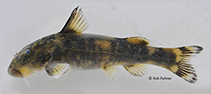 Image of Chiloglanis paratus (Sawfin suckermouth)