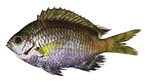 Image of Chromis planesi 