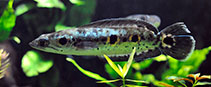 Image of Channa pleurophthalma (Ocellated snakehead)