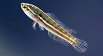 Image of Channa punctata (Spotted snakehead)