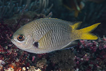 Image of Chromis pura (Pura chromis)