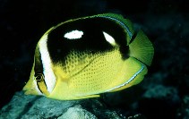 Image of Chaetodon quadrimaculatus (Fourspot butterflyfish)