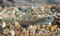 Image of Chlamydogobius ranunculus (Tadpole goby)