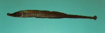 Image of Choeroichthys sculptus (Sculptured pipefish)