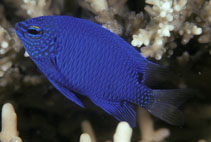 Image of Chrysiptera sinclairi (Sinclair\