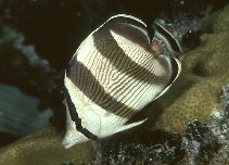 Image of Chaetodon striatus (Banded butterflyfish)