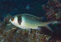 Image of Chromis torquata 