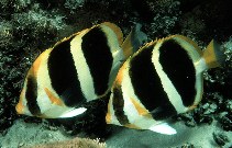 Image of Chaetodon tricinctus (Three-striped butterflyfish)