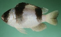 Image of Amblypomacentrus tricinctus (Threeband damselfish)