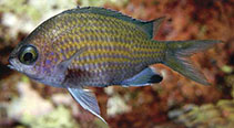 Image of Chromis unipa (Unipa chromis)