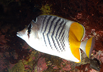 Image of Chaetodon xanthurus (Pearlscale butterflyfish)
