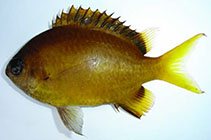 Image of Chromis xouthos (Yellow-brown chromis)