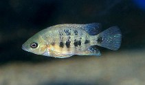 Image of Cincelichthys bocourti (Chisel-tooth cichlid)