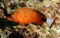 Image of Cirrhitichthys calliurus (Spottedtail hawkfish)