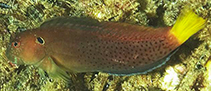 Image of Cirripectes heemstraorum (Yellowtail blenny)