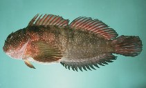 Image of Cirripectes obscurus (Gargantuan blenny)