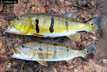 Image of Cichla pinima 