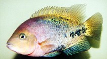 Image of Vieja melanurus (Redhead cichlid)