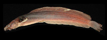 Image of Clarias insolitus 