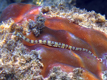 Image of Corythoichthys flavofasciatus (Network pipefish)