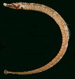 Image of Cosmocampus howensis (Lord Howe pipefish)