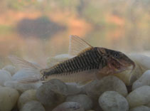 Image of Corydoras treitlii (Longsnout corydoras)