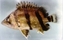 Image of Datnioides undecimradiatus (Mekong tiger perch)