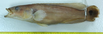 Image of Crenicichla adspersa 