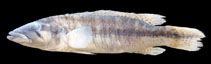 Image of Crenicichla haroldoi 